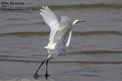 Egretta eulophotes