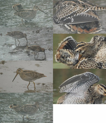 Gallinago hardwickii