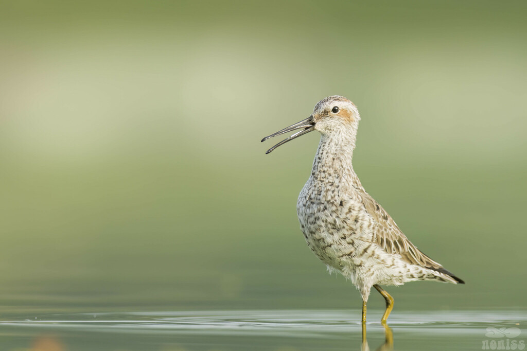 Stilt Sandpiper