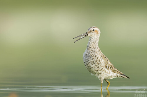 Stilt Sandpiper