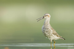 Stilt Sandpiper photo 1