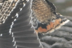 Gallinago hardwickii