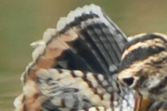 Gallinago hardwickii