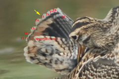 Gallinago hardwickii