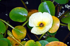 Hydrocleys nymphoides