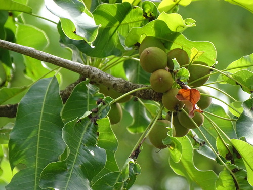 Shea Tree