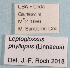 Leptoglossus phyllopus image