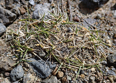 Zoysia minima