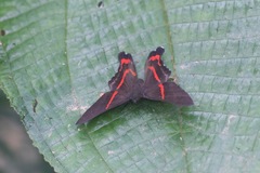 Ancyluris