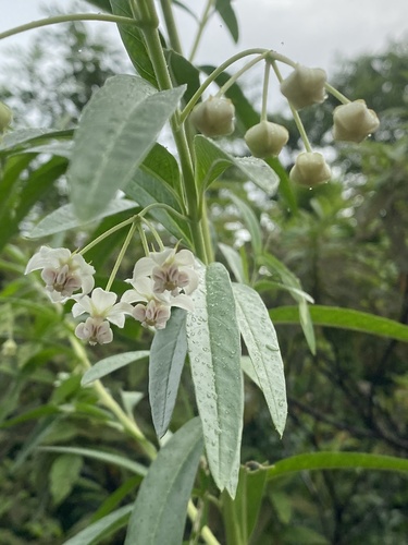 Gomphocarpus image