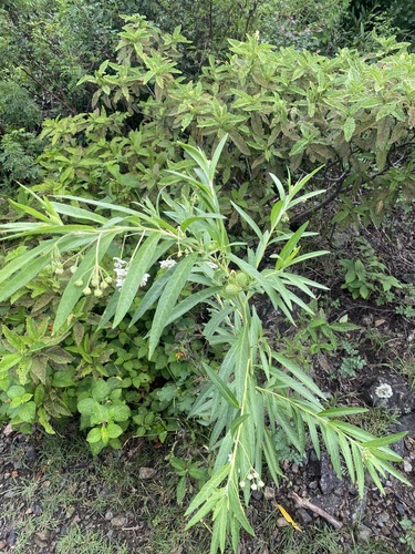 Gomphocarpus physocarpus image