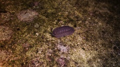 Armadillidium peraccae