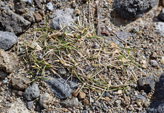 Zoysia minima