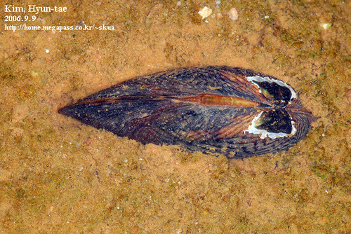Nodularia douglasiae