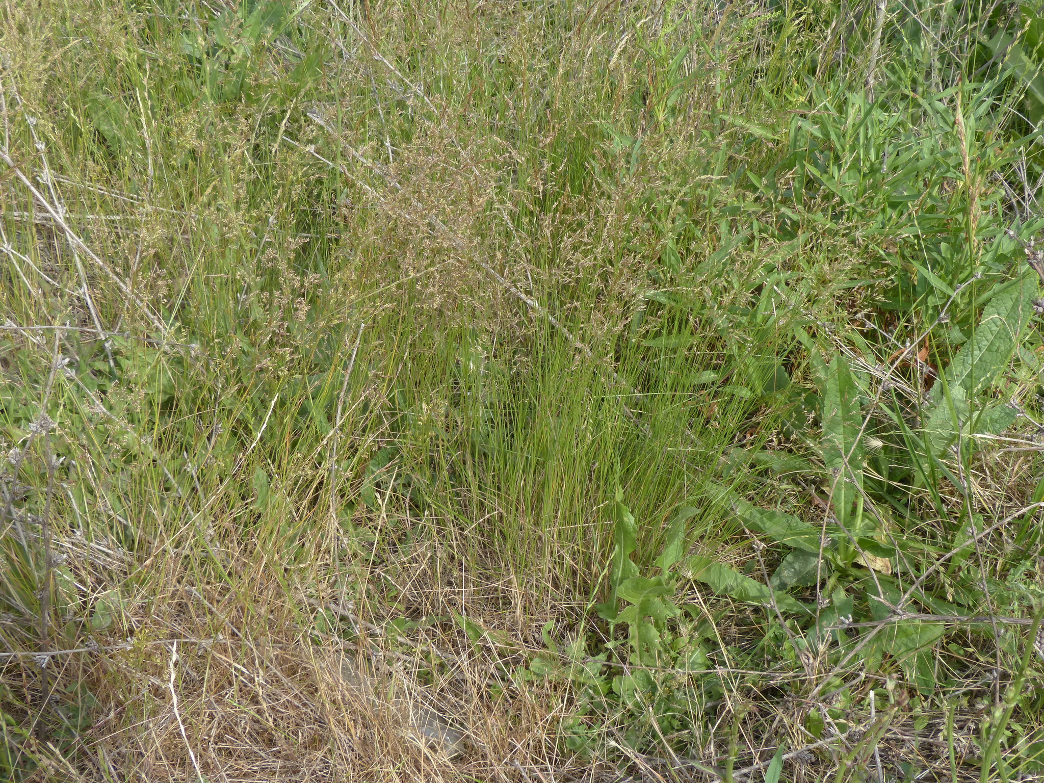 Agrostis castellana Boiss. & Reut.