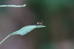 Gynandrobrotica
