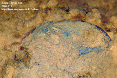 Nodularia douglasiae