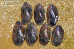 Nodularia douglasiae