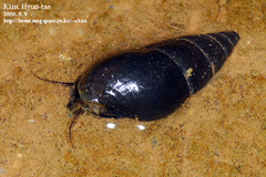 Semisulcospira libertina