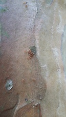 Wasmannia auropunctata