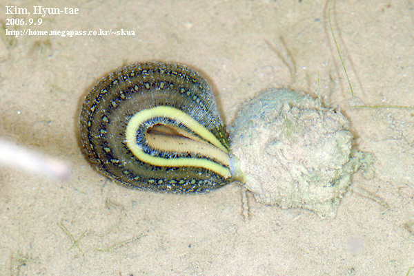 Haemopidae