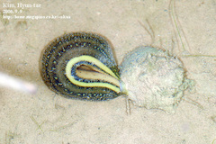 Whitmania pigra