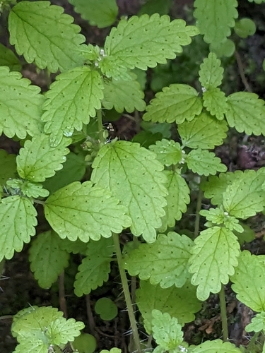 Image of Hesperocnide tenella by no rights reserved