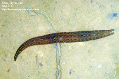 Whitmania pigra