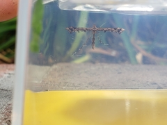 Amblyptilia pica