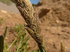 Agrostis densiflora