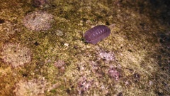 Armadillidium peraccae