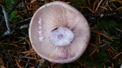 Lactarius pallescens