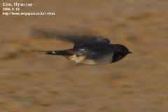 Hirundo rustica gutturalis