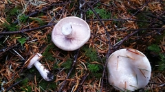Lactarius pallescens