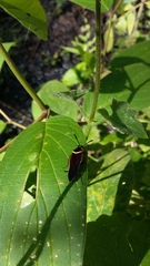 Pseudomops guerinianus