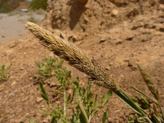 Agrostis densiflora