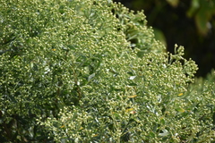 Baccharis halimifolia image