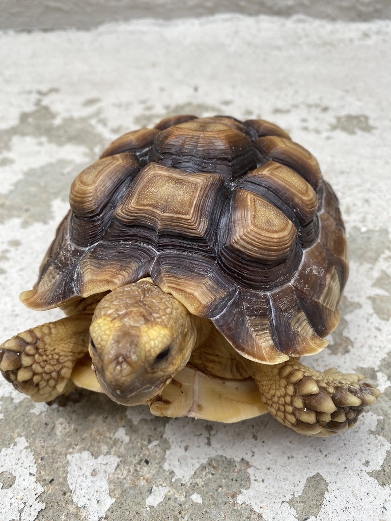 African Spurred Tortoise in May 2023 by gabrielahelijai · iNaturalist