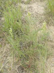 Astragalus racemosus