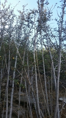 Fremontodendron californicum