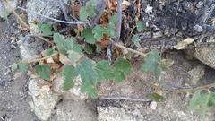 Fremontodendron californicum