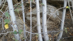Fremontodendron californicum