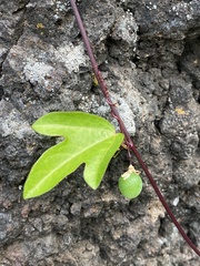 Passiflora pallida image