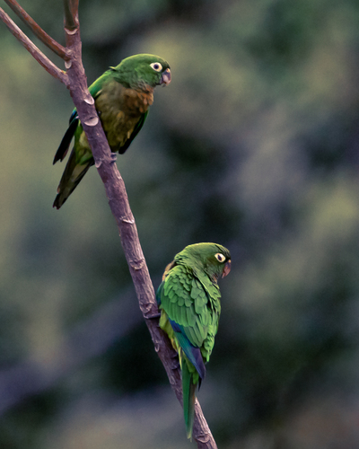 Olive-throated Parakeet