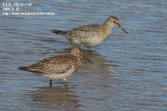 Great Knot photo 4