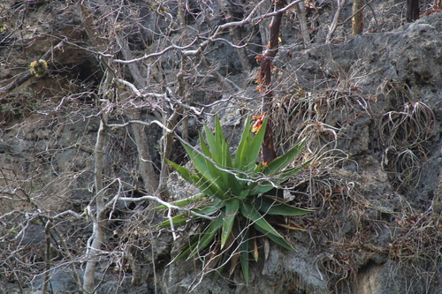 Agave calciphila