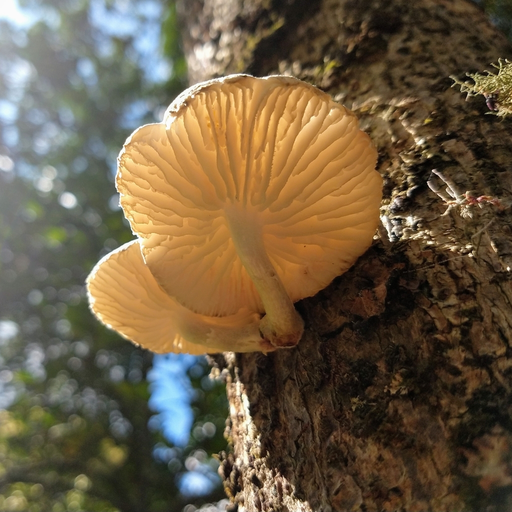 Oudemansiella cubensis · November 2018 · photo: © ronaldperet (iNaturalist, cc-by)