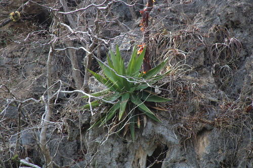 Agave calciphila