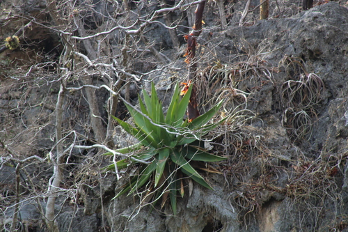 Agave calciphila