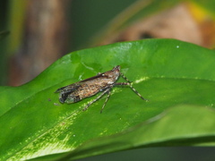 Orthopagus